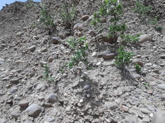 Pyrus salicifolia