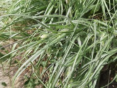 Pseudopodospermum molle