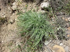 Pseudopodospermum molle