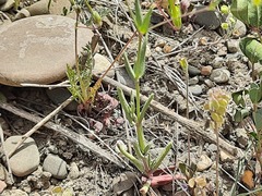 Gypsophila elegans