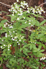 Cardamine waldsteinii