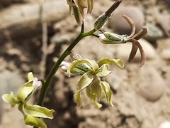 Matthiola daghestanica