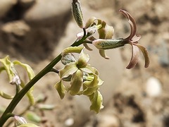 Matthiola daghestanica