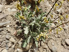 Matthiola daghestanica