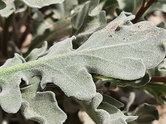 Matthiola daghestanica