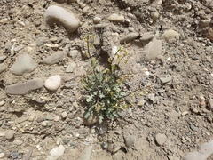 Matthiola daghestanica