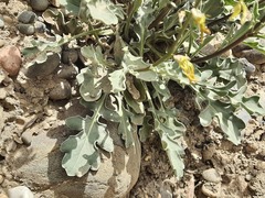 Matthiola daghestanica