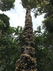 Syzygium cormiflorum
