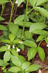 Cardamine waldsteinii