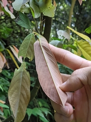 Millettia pachycarpa