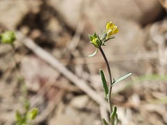 Linaria simplex