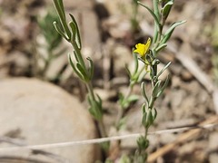 Linaria simplex
