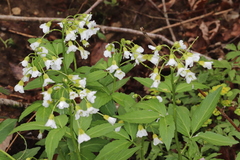 Cardamine waldsteinii