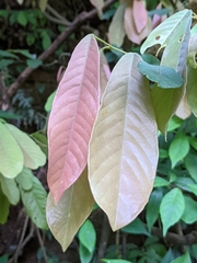 Millettia pachycarpa