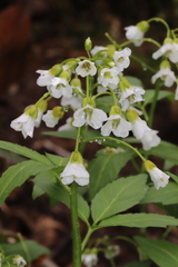 Cardamine waldsteinii