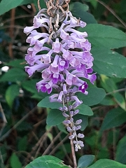 Buddleja lindleyana