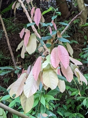 Millettia pachycarpa