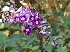 Buddleja lindleyana