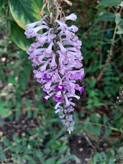 Buddleja lindleyana