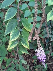 Buddleja lindleyana