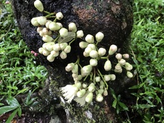 Syzygium cormiflorum