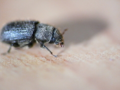 Dendroctonus rufipennis