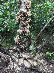 Syzygium cormiflorum