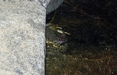 Conraua goliath