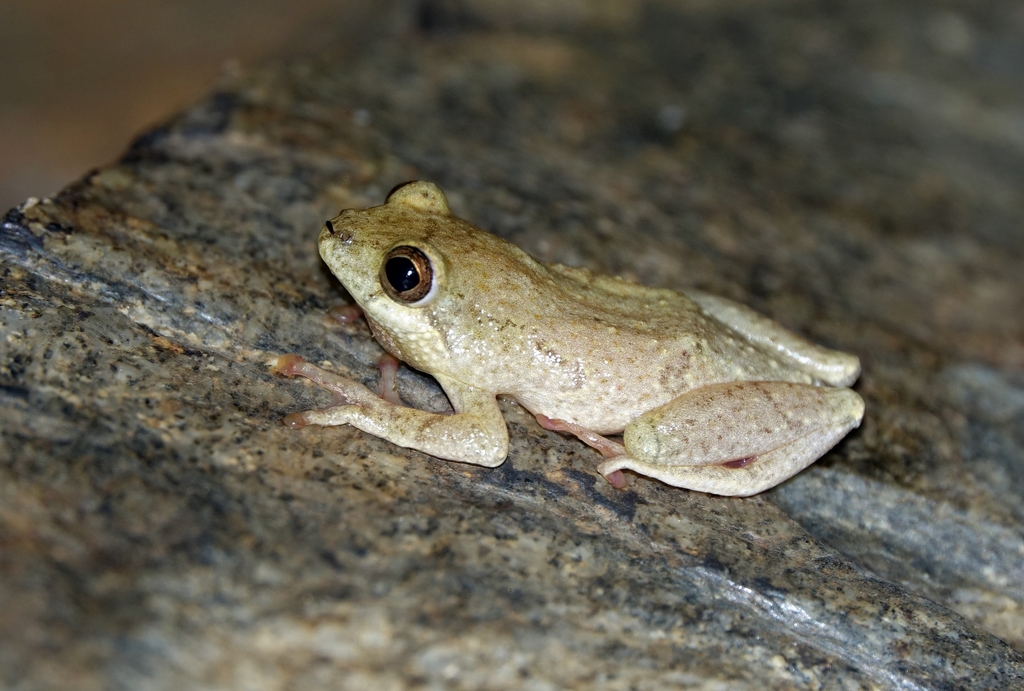 Rainforest Reed Frog