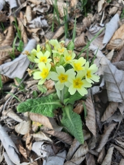 Primula × polyantha