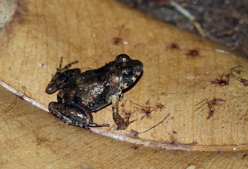 Horned River Frog