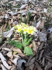 Primula × polyantha