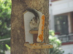 Funambulus pennantii