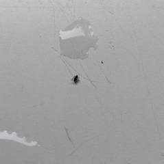 Forcipomyia taiwana