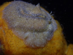 Pseudoceros canadensis