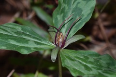Trillium gracile