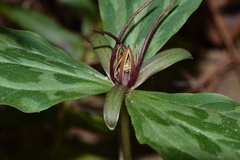 Trillium gracile