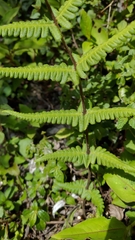 Pseudophegopteris hirtirachis