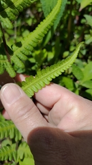 Pseudophegopteris hirtirachis