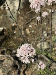 Valeriana tuberosa