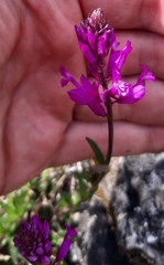 Polygala major