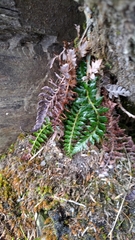 Polystichum acanthophyllum