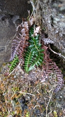 Polystichum acanthophyllum