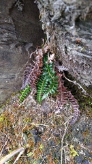 Polystichum acanthophyllum