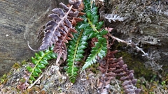 Polystichum acanthophyllum