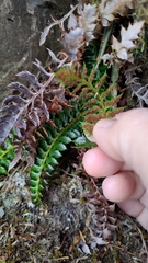 Polystichum acanthophyllum