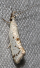 Thema argoptera