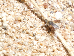 Thyridanthrax andrewsi