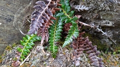 Polystichum acanthophyllum