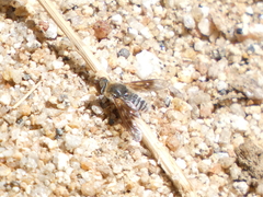 Thyridanthrax andrewsi